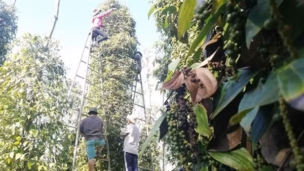 In the first six months of 2021, Vietnam's pepper exports were estimated at 155,000 tonnes, earning US$500 million. (Photo congthuong.vn)