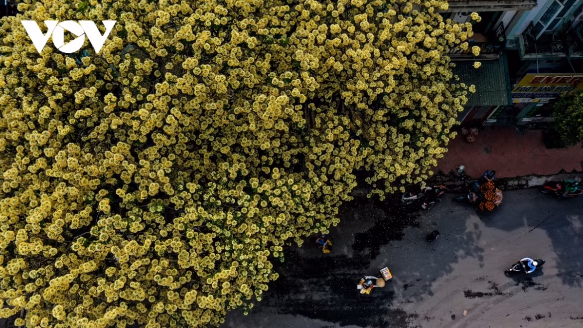 The tree as seen from high above