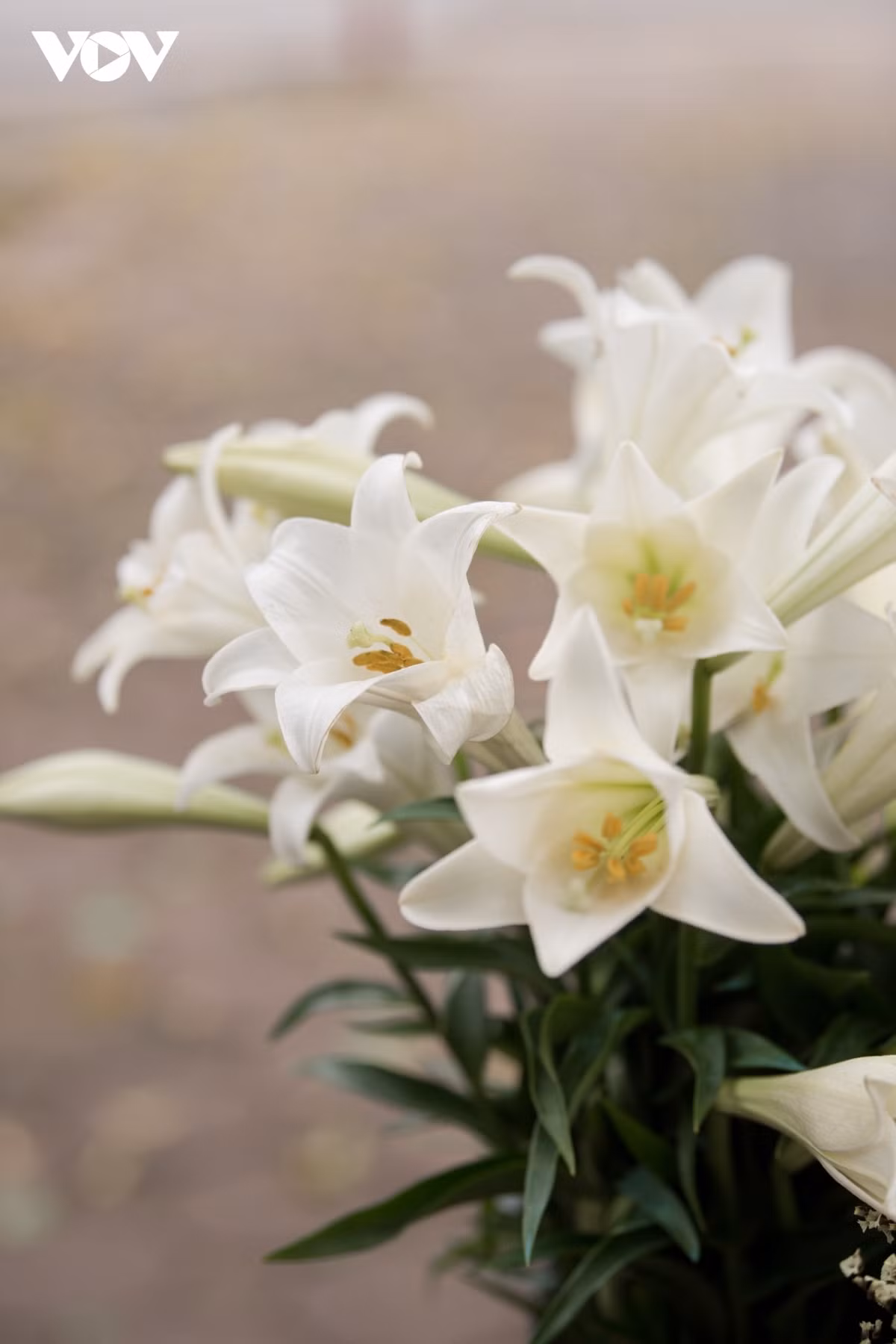 Hanoi welcomes romantic atmosphere with lily flower blooming season ảnh 7