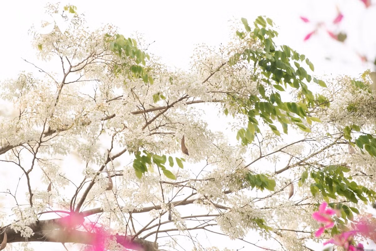 Blossoming Hoa Sua flowers beautify Hanoi during spring months ảnh 9
