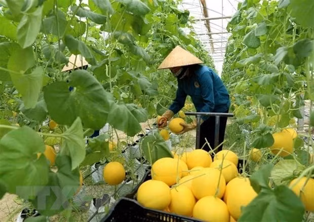 Nine global agritech entrepreneurs supported to scale solutions in Vietnam ảnh 1