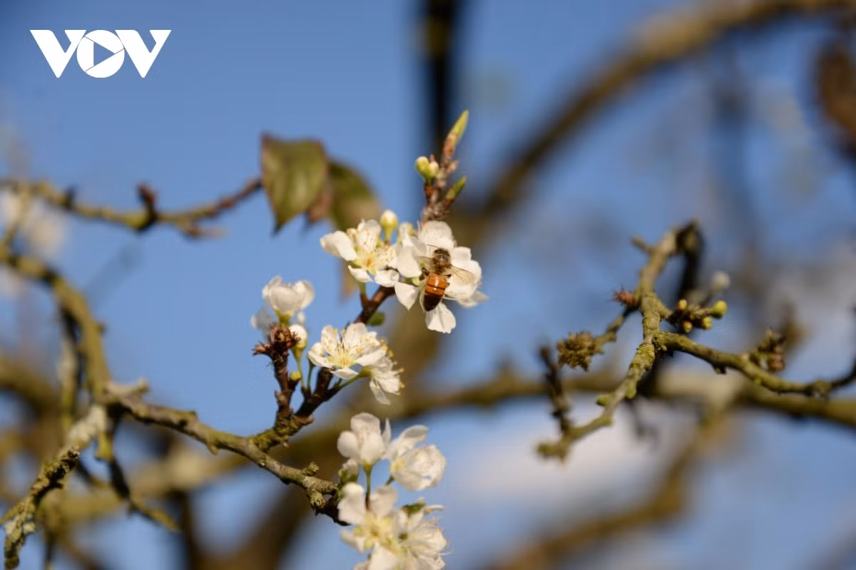 An image of the romantic scenery of white petals hanging on the mossy branches.