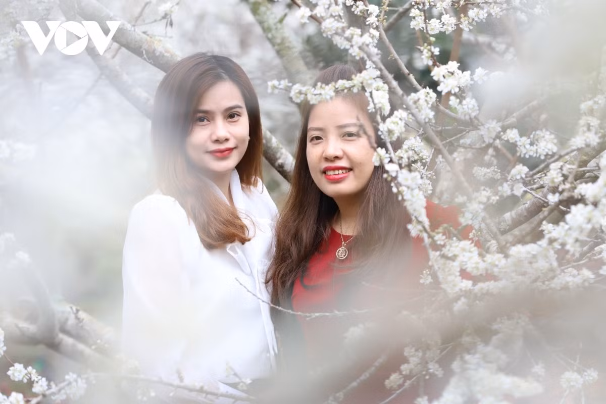 The sight of pink peach blossoms serves to create a romantic scenery around the mountainous province of Son La.