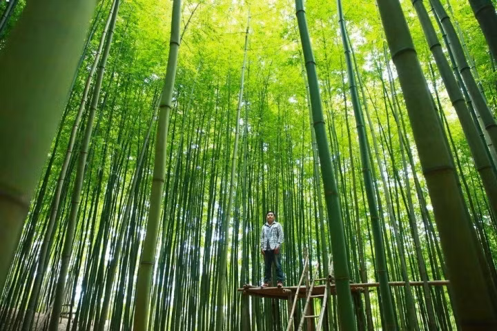 magnificent bamboo forest in mu cang chai picture 3