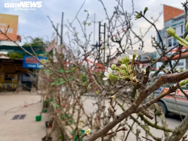 Wild pear flowers stay in full bloom for between 10 and 20 days before gradually fading away.