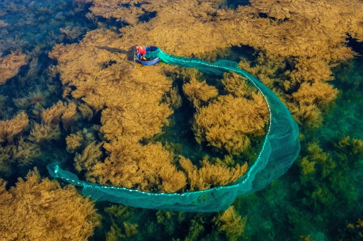 Photographer Nguyen Phuoc Hoai’s image “Fishing The” captures the moment a fisherman in Binh Dinh province catches fish during the seaweed season.