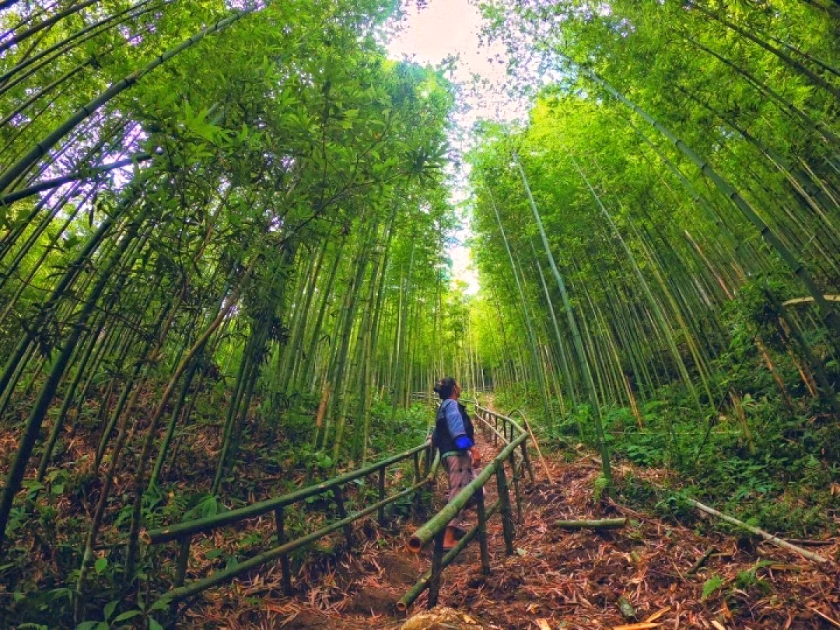 magnificent bamboo forest in mu cang chai picture 8