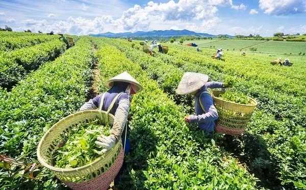 Vietnamese tea enjoys surge in Taiwanese market ảnh 1