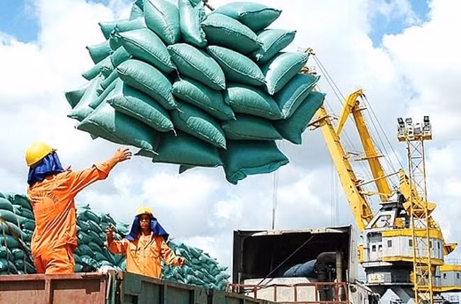 Positive outlook for local rice exports by year-end ảnh 1 Positive outlook for local rice exports by year-end ảnh 1