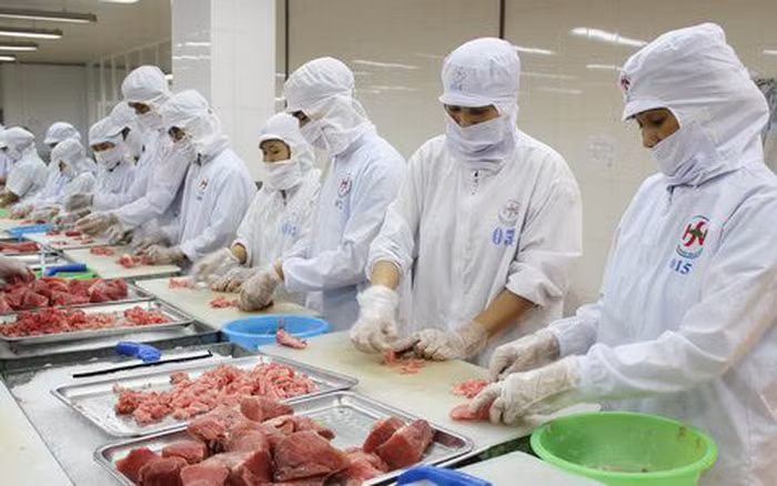 Tuna exports to US soar by 210% ảnh 1 Tuna exports to US soar by 210% ảnh 1
