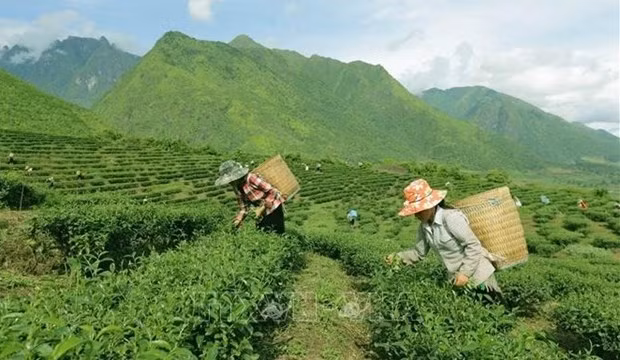 vietnam ranks 7th worldwide in tea production picture 1