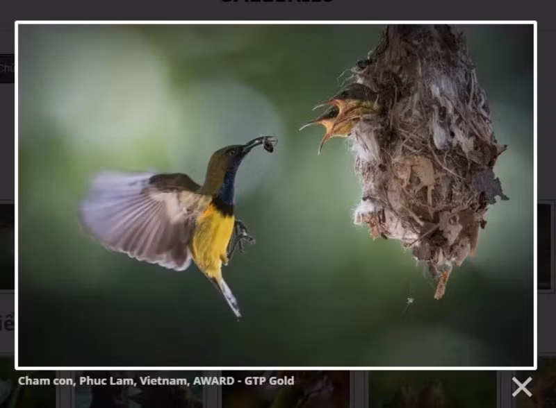 Vietnamese entrant claims gold at international photo contest ảnh 1 Vietnamese entrant claims gold at international photo contest ảnh 1