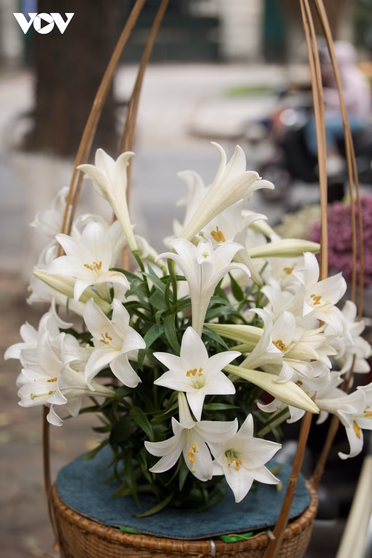 Their subtle scent coupled with elegant white petals allows the lilies to enthrall many people.