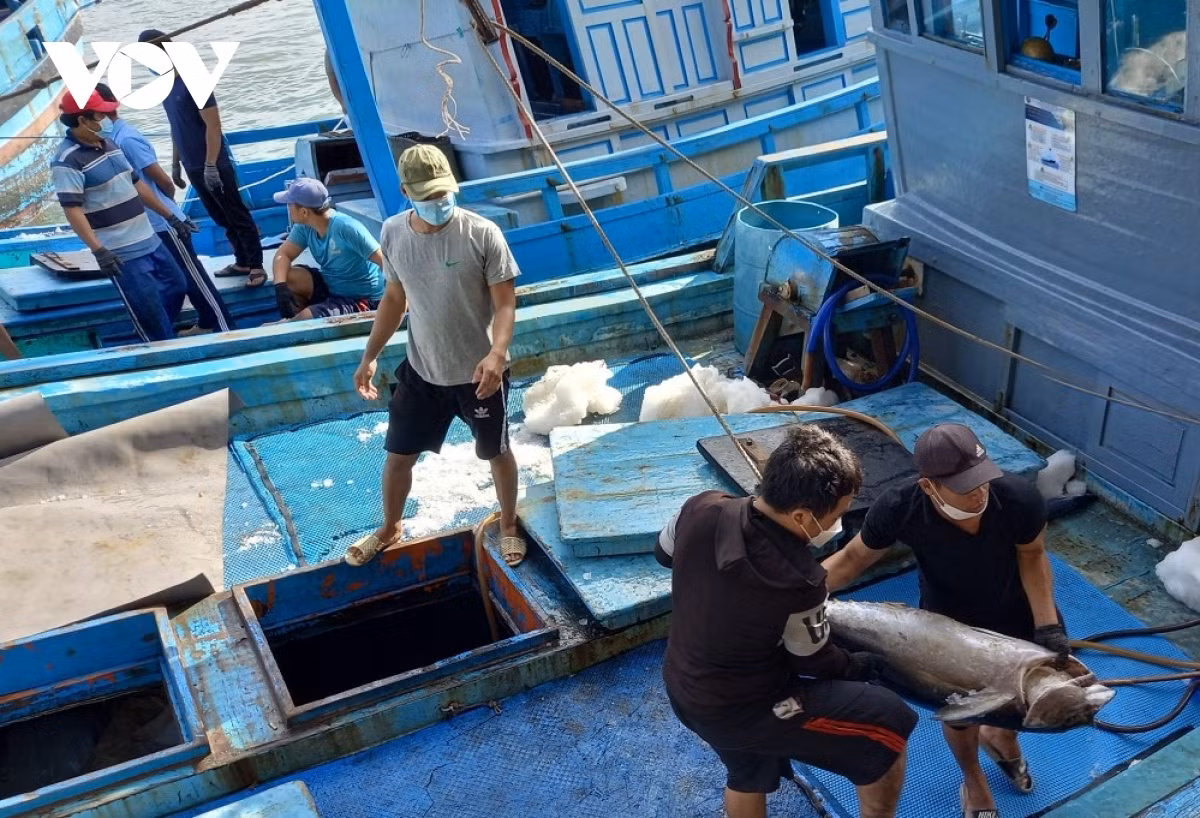 tuna exports likely to hit over us 1 billion this year picture 1
