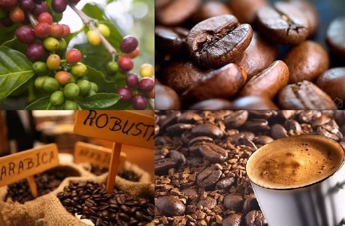 Coffee exports enjoy major surge to EU market ảnh 1
