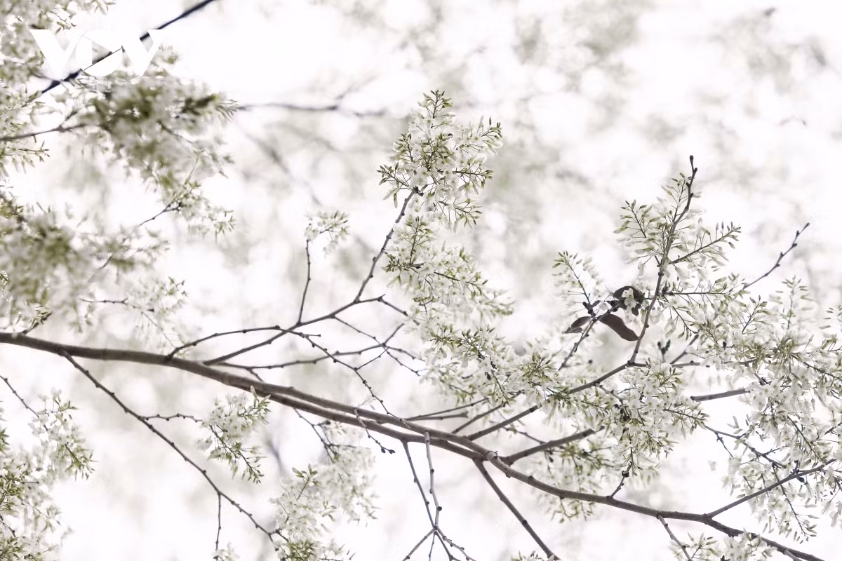 The flowers burst into bloom with white blossoms, serving to create a peaceful and fresh atmosphere.