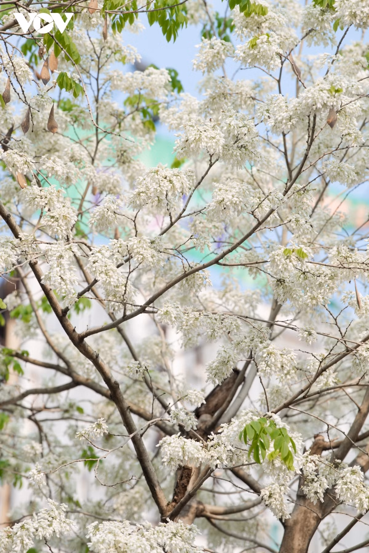 Blossoming Hoa Sua flowers beautify Hanoi during spring months ảnh 4