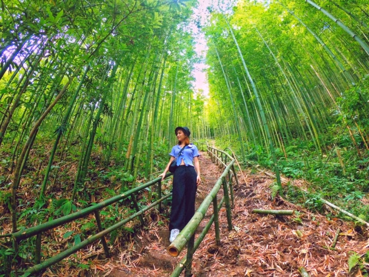 magnificent bamboo forest in mu cang chai picture 6