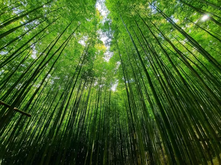 magnificent bamboo forest in mu cang chai picture 1