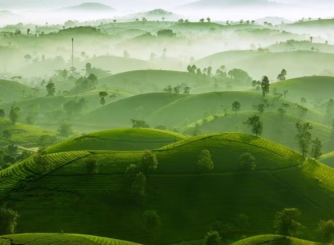 Local photographer wins silver at “Smile World” international awards ảnh 1 The photo titled “Trung Du wakes up” by Bui Viet Duc is awarded a silver prize in the beauty of nature category.