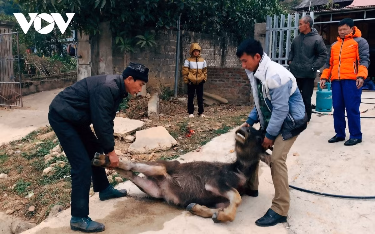 Extreme cold weather kills over 1,000 cattle in northern Vietnam ảnh 1