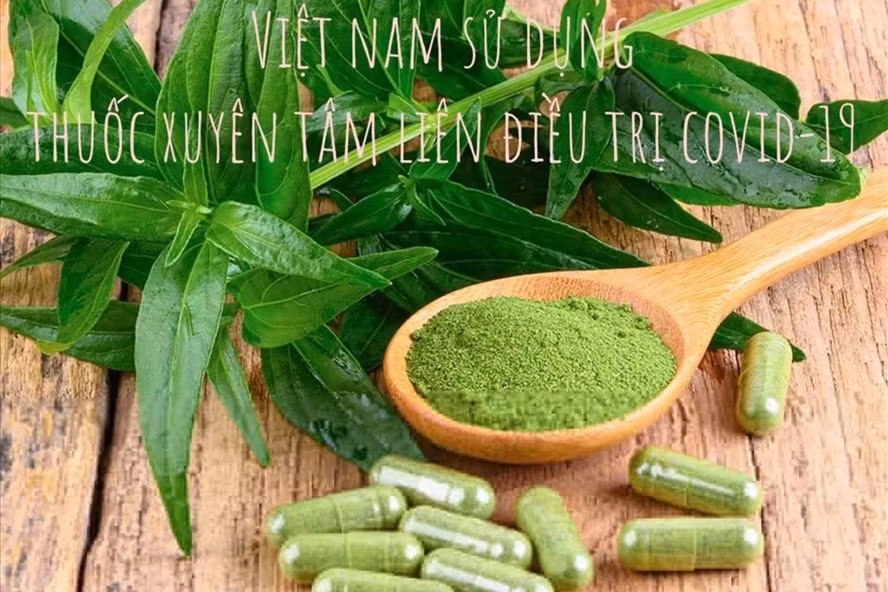 Andrographis is produced in a pill form. (Photo: laodong.com.vn)