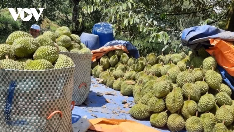 fruit, vegetable exports sustain growth for second month in a row picture 1