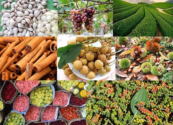 Great opportunity for Vietnamese farm exports to UK ảnh 1 There is plenty of room for trade promotion between Vietnam and the UK, with Vietnam boasting huge potential for the production of agricultural products and tropical fruits.