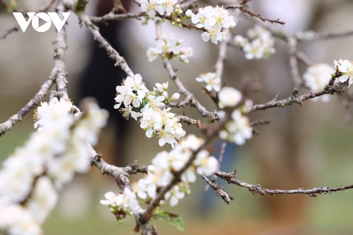 Recent years has seen plum trees bring in high economic value to local households.