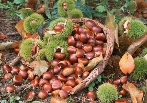 Famous delicacies in Cao Bang ảnh 3