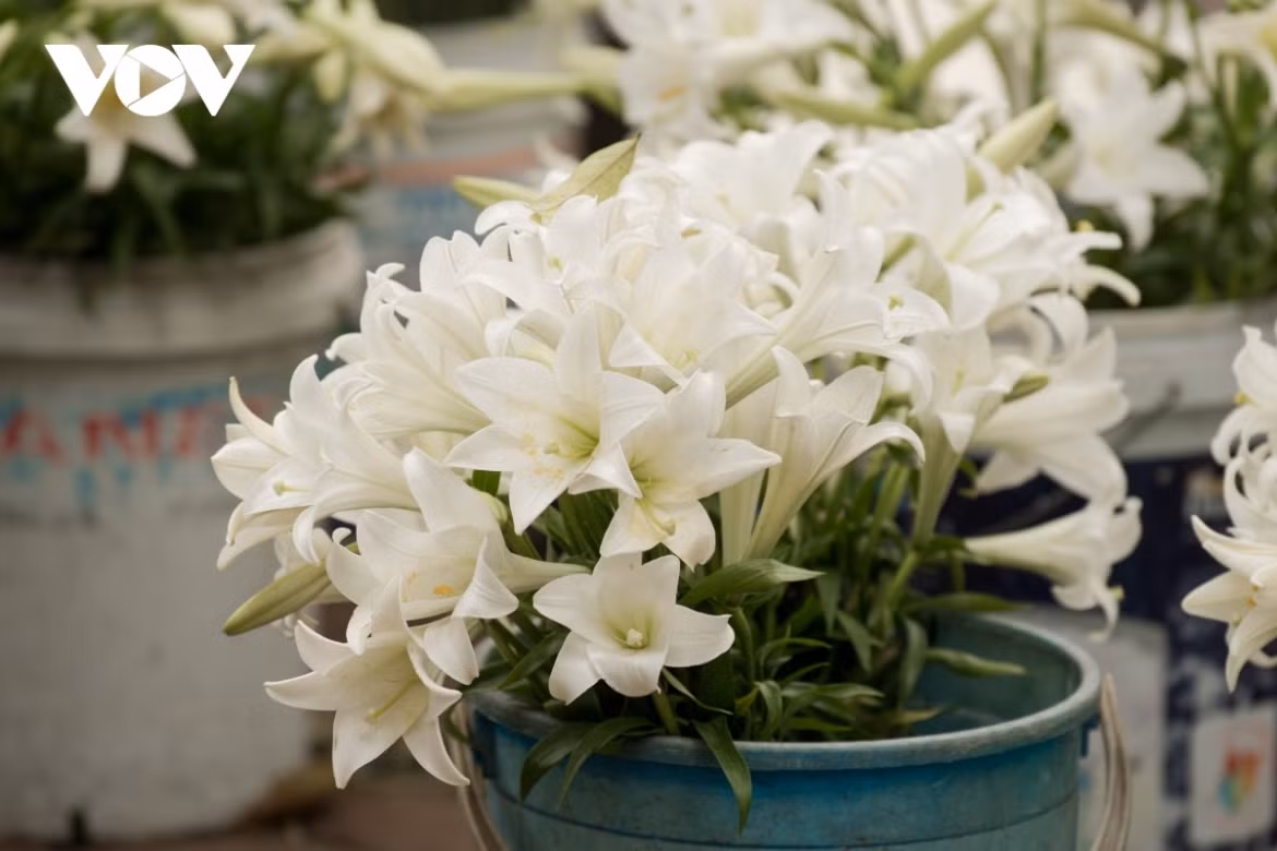 Hanoi welcomes romantic atmosphere with lily flower blooming season ảnh 4