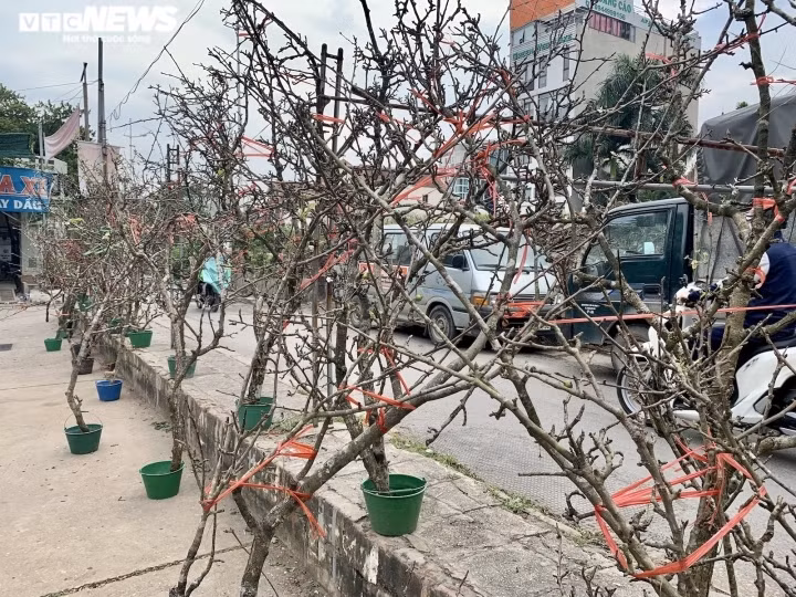 A branch of such wild flowers costs around VND300,000 (roughly US$13) at Quang Ba flower market in Tay Ho district.