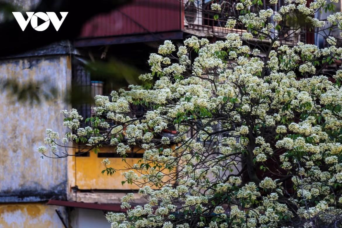 The tree’s charming beauty creates a peaceful state of mind for onlookers.
