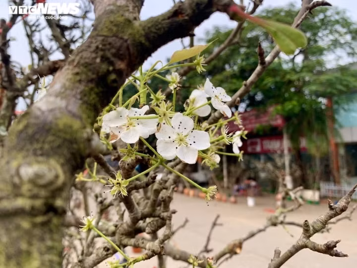 Wild pear flowers symbolise the love grandchildren have for their grandparents and ancestors. Hanoians often purchase small branches to place them on ancestral altars at home.