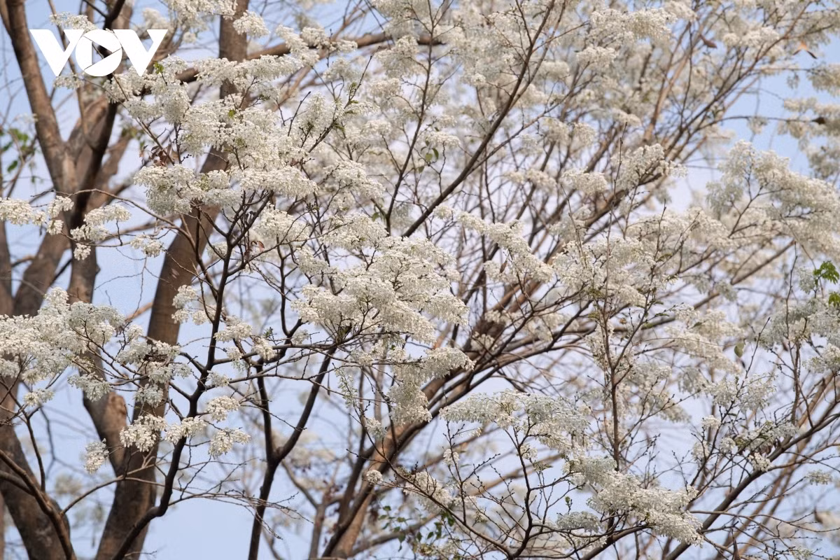 Blossoming Hoa Sua flowers beautify Hanoi during spring months ảnh 5