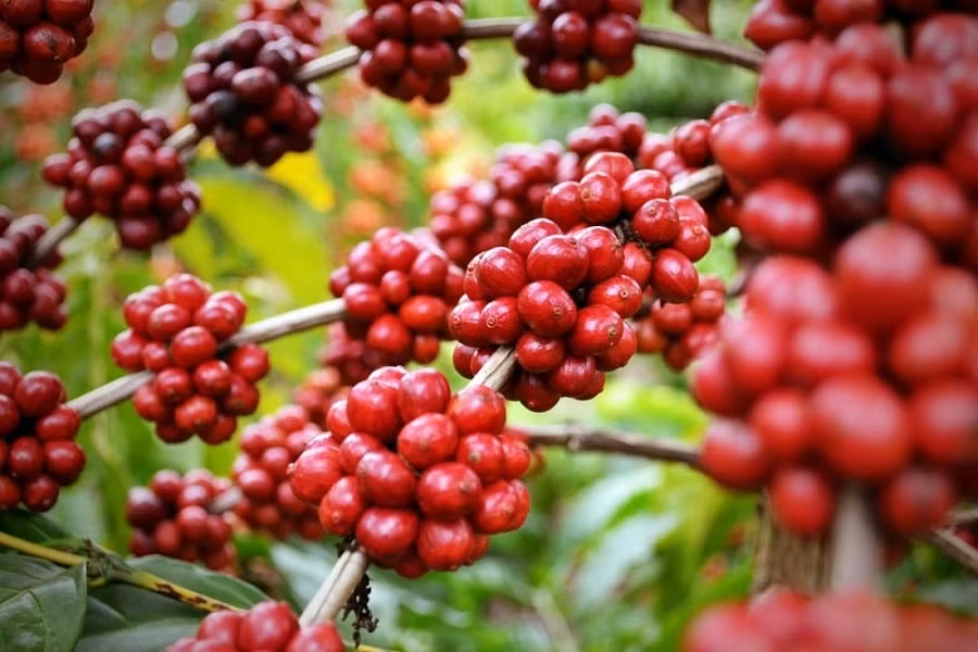 Product quality key to boosting coffee exports to North Europe ảnh 1