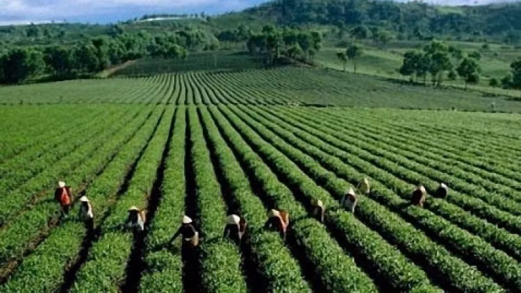 Tea exports plunge due to COVID-19 impact ảnh 1