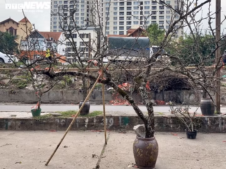 Many large branches are being put on display at hotels and villas, or are offered to pagodas.