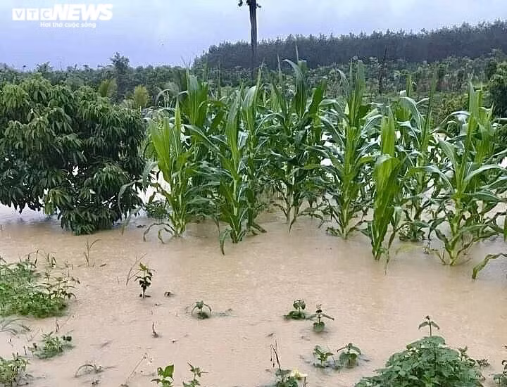 As of 11 a.m. on October 27 roughly 680 hectares of crops are left inundated in water and over 390 households are submerged in floodwater in Lak district.