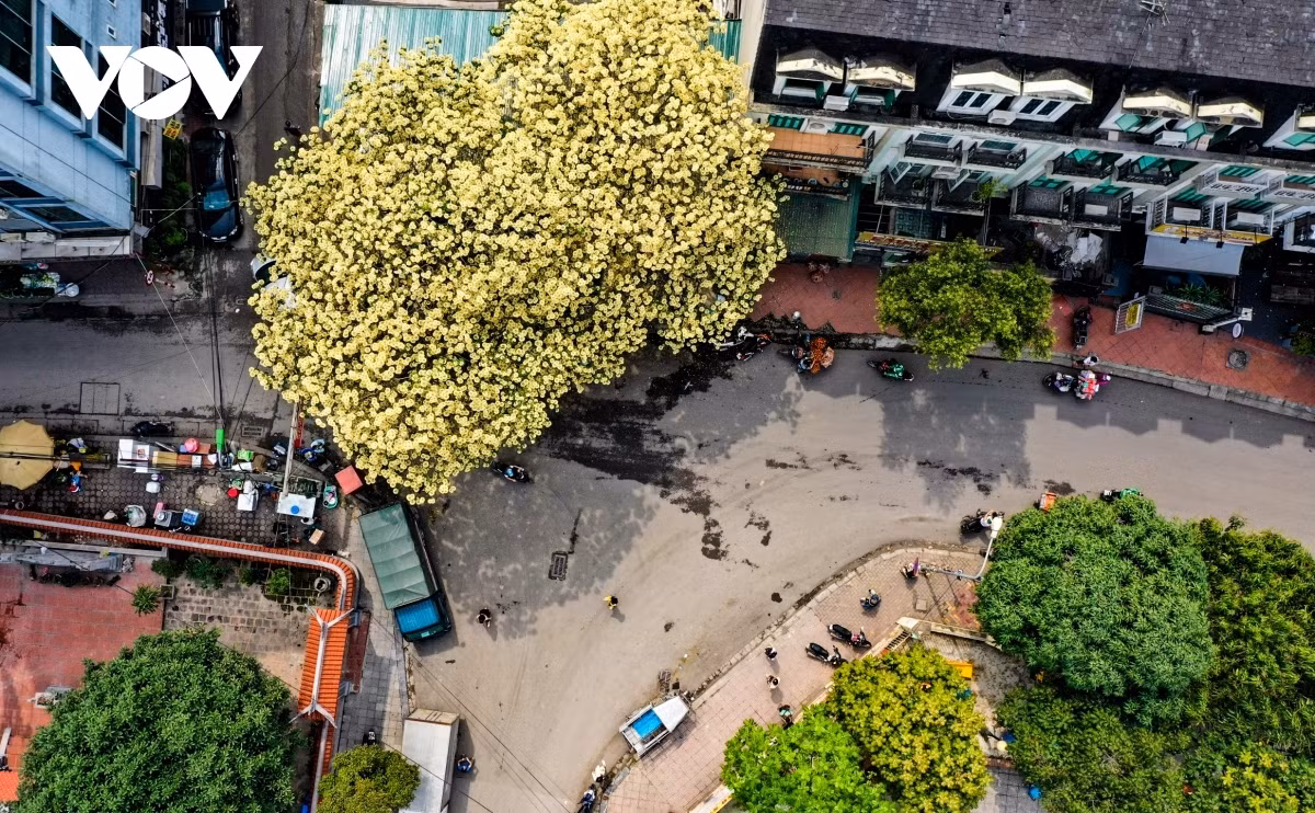 The flowers, consisting of white and yellow petals, are widely known by their Vietnamese names as Bach Hoa and Man Man.