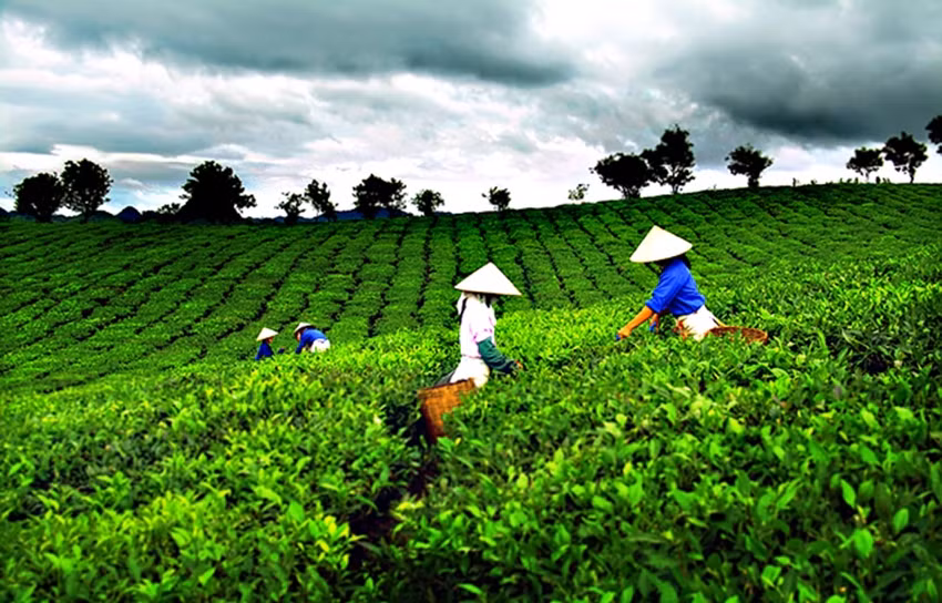 Local tea exports surge in first half ảnh 1