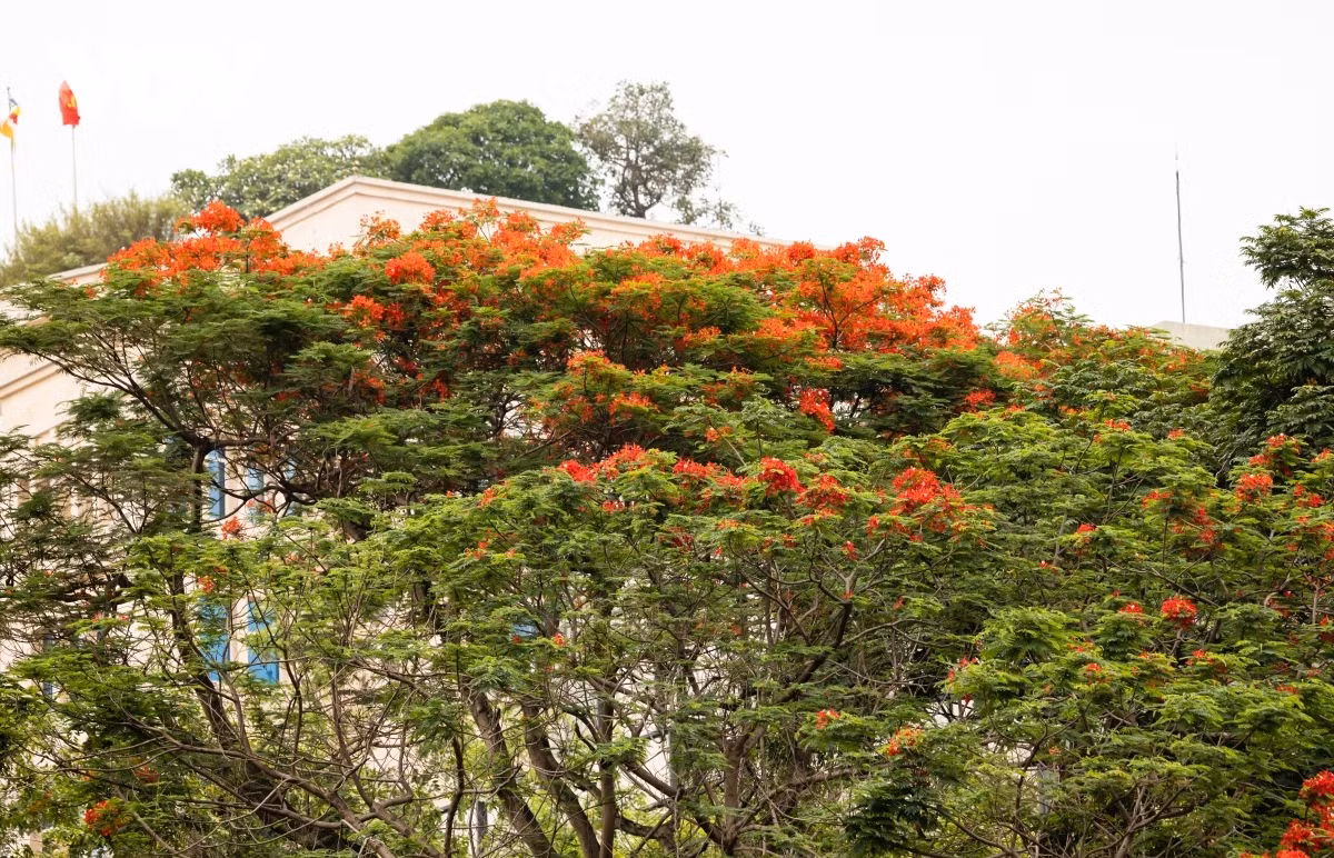 Flame tree flowers are widely considered to be the iconic flora of summer in Hanoi as they bloom between April and June annually.
