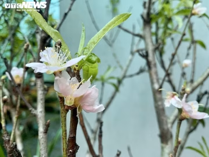 In mid-October the early blossoming of wild pear flowers creates a fever among citizens of the capital.