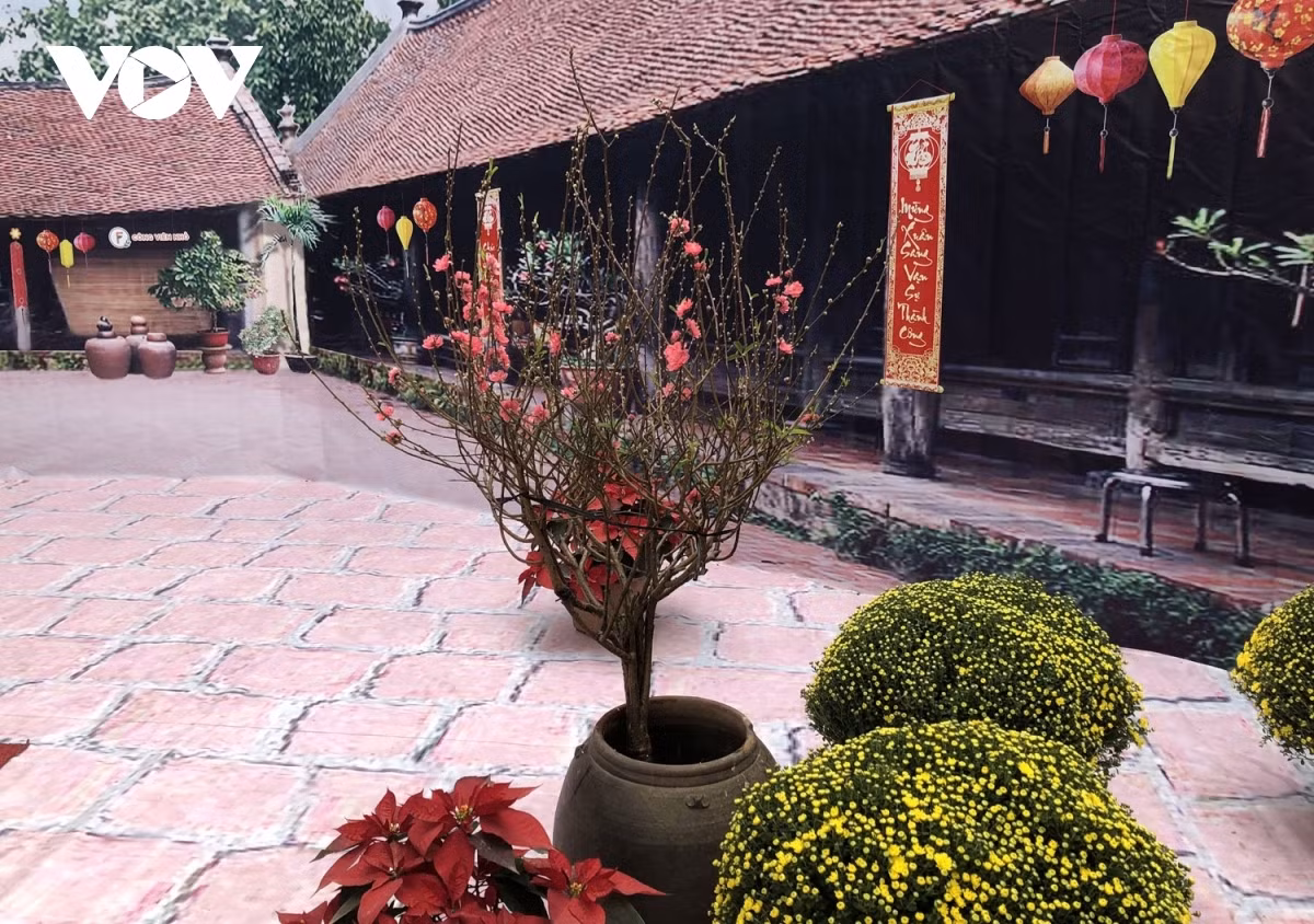 Tet space from bygone era recreated in Hanoi capital ảnh 2 An array of peach trees, calligraphic works, kumquat trees, and daisy flowers feature in the space, helping revitalise the space of an old house in Hanoi celebrating Tet.