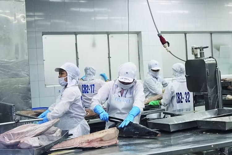 Multi-million-dollar tuna auctions to debut in Vietnam ảnh 1
