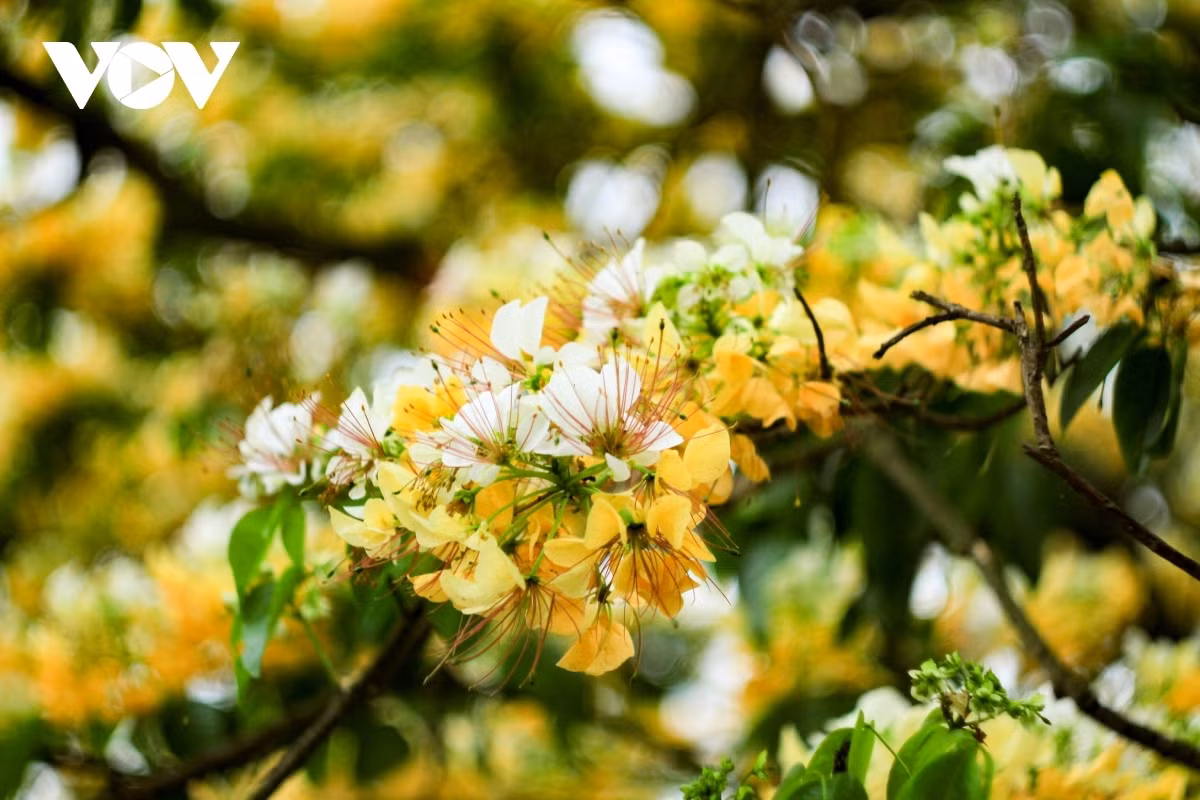 Visitors are able to enjoy the pleasant aroma coming from the flowers. Indeed, when they start to bloom, the pistils look similar to noodles.