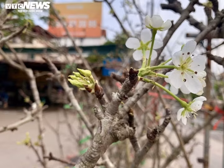The most beautiful branch often has some pears on it.