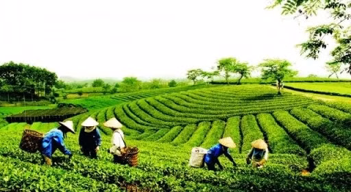 Vietnam remains seventh largest tea supplier to US ảnh 1 Vietnam remains seventh largest tea supplier to US ảnh 1