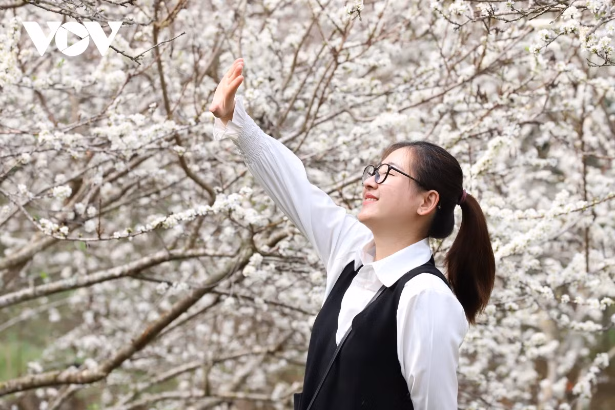 A visitor stops to pose for a photo among the serene white colour of the blossoms.