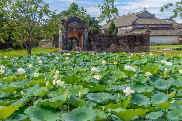 Lotus Festival lights up Hue's summer